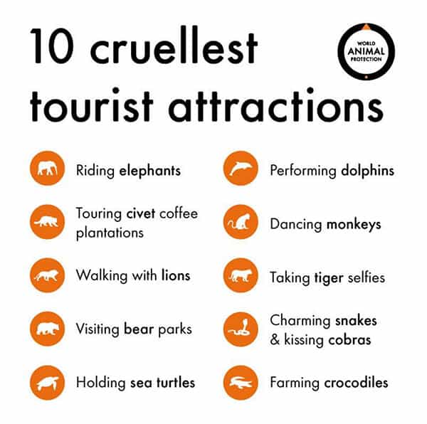 Read more about the article Riding elephants the most cruel tourist attraction