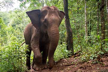 Read more about the article A warm welcome to Lucky the Elephant