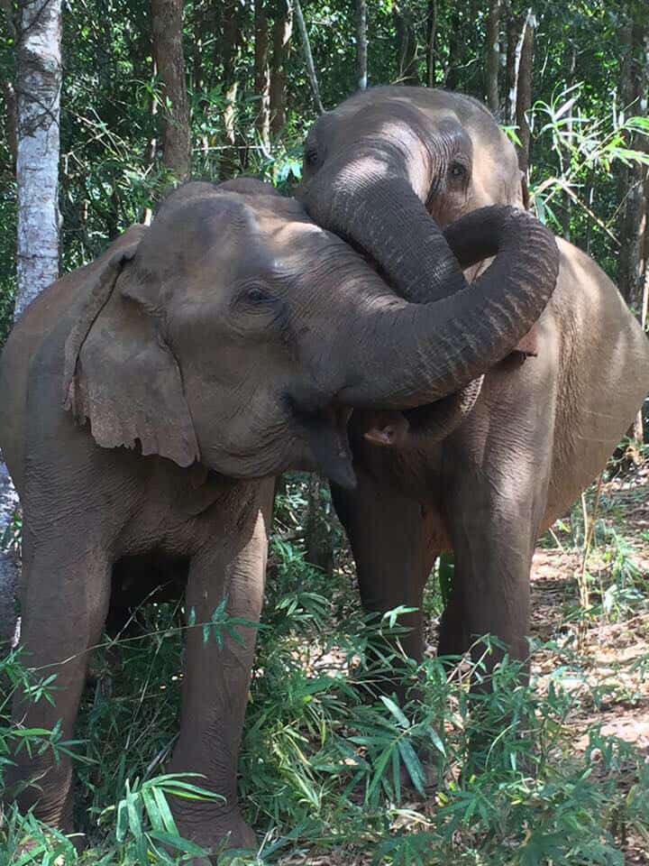 Read more about the article Things to do in Mondulkiri