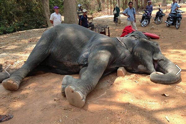 Read more about the article Elephant used for tourist rides dies at Angkor