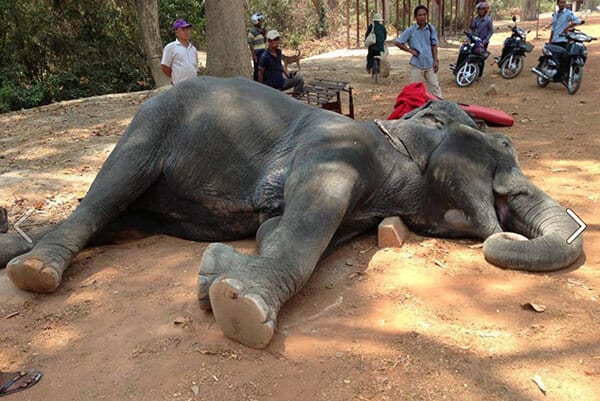 Riding elephants in Cambodia