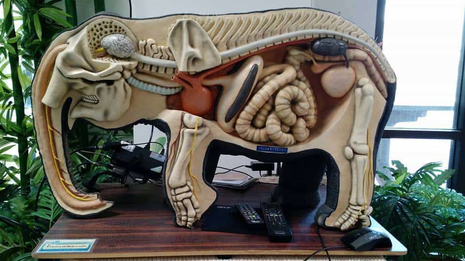 Read more about the article The Spine of an Elephant