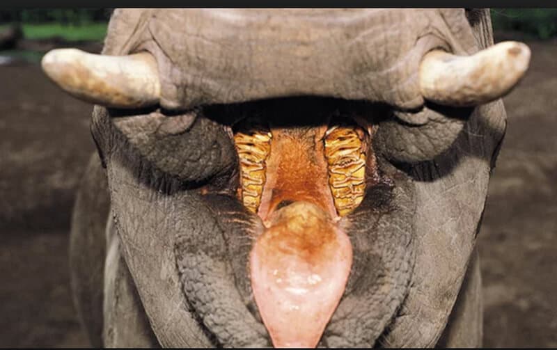 Elephant teeth