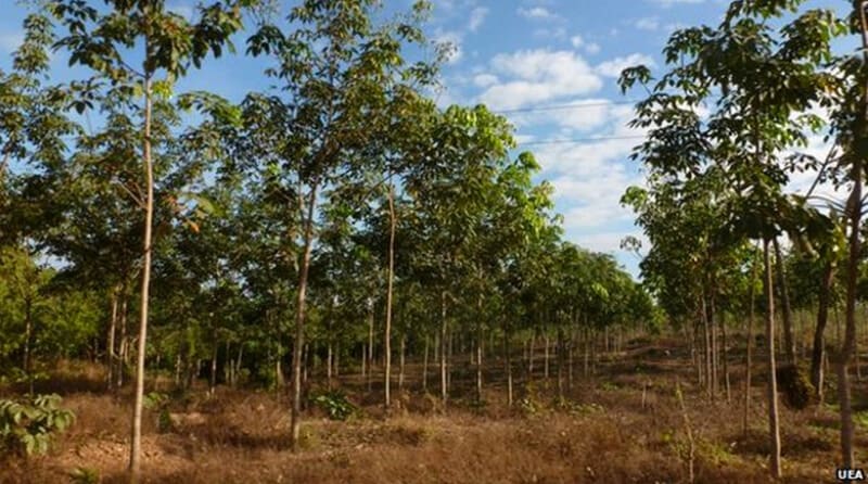 We stopped a rubber plantation