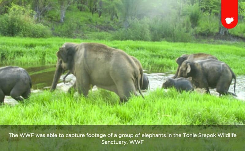 Wild Elephants Spotted in eastern Mondulkiri