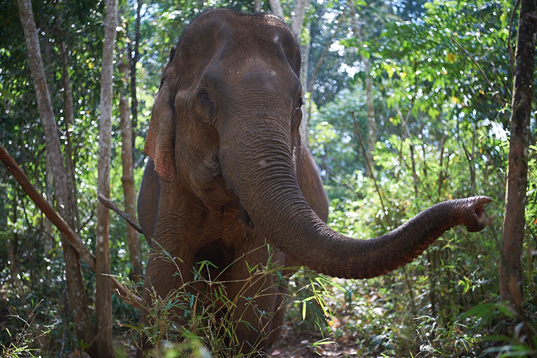 Comvine at Mondulkiri Project