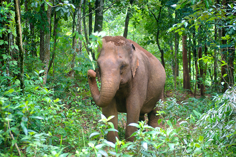 Happy, one of the elephant in Mondulkiri Project | Source : mondulkiriproject.org Happy, one of the elephant in Mondulkiri Project