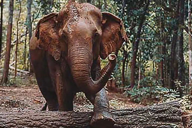 How many elephants in Cambodia