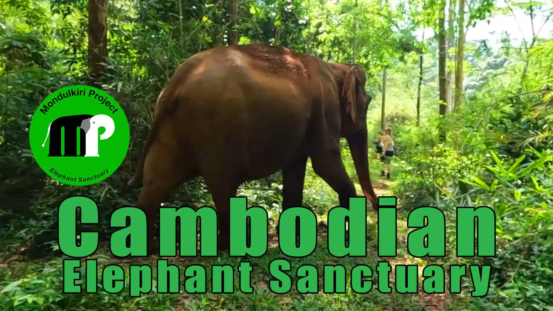 Cambodian Elephant Sanctuary