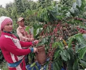 Mondulkiri Coffee