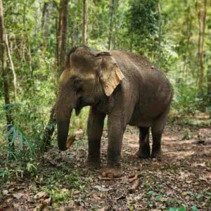 Why we should visit Mondulkiri