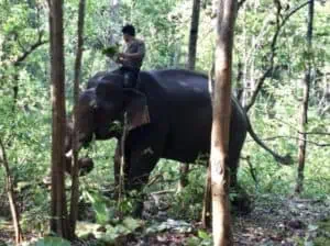 Mahout riding elephant at Elephant Valley Project