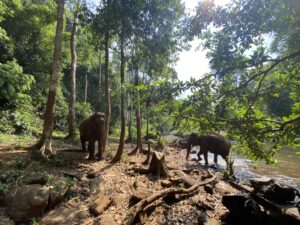 Where is the elephant sanctuary in cambodia